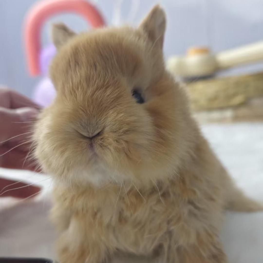 曼曼宠兔舍