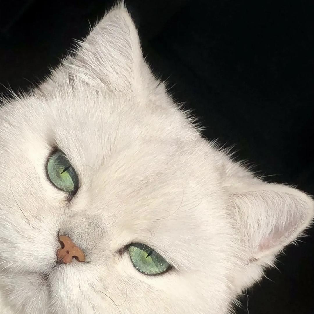 猫咪生产队（买🐱私聊）