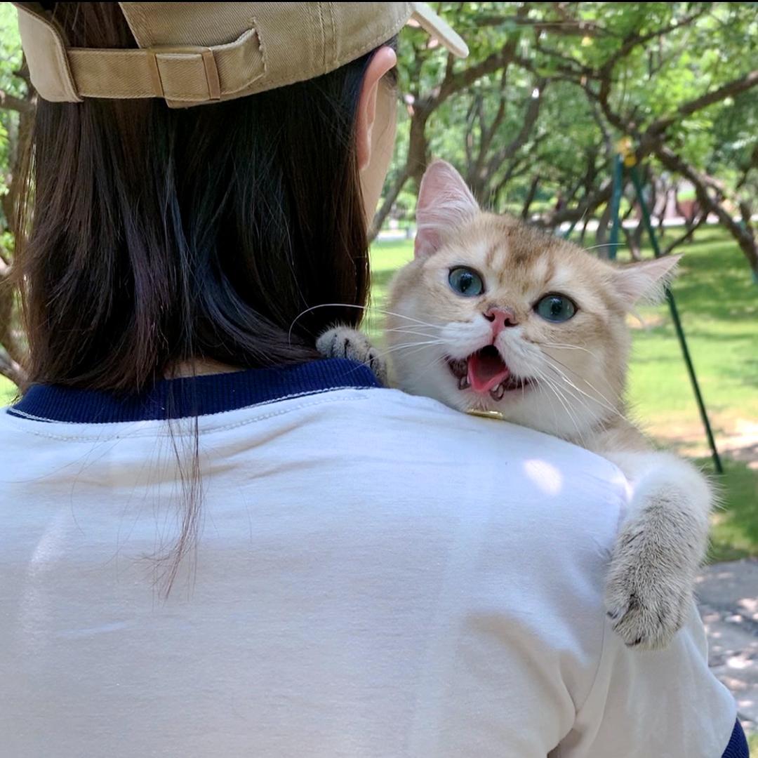 悠米是只可爱喵