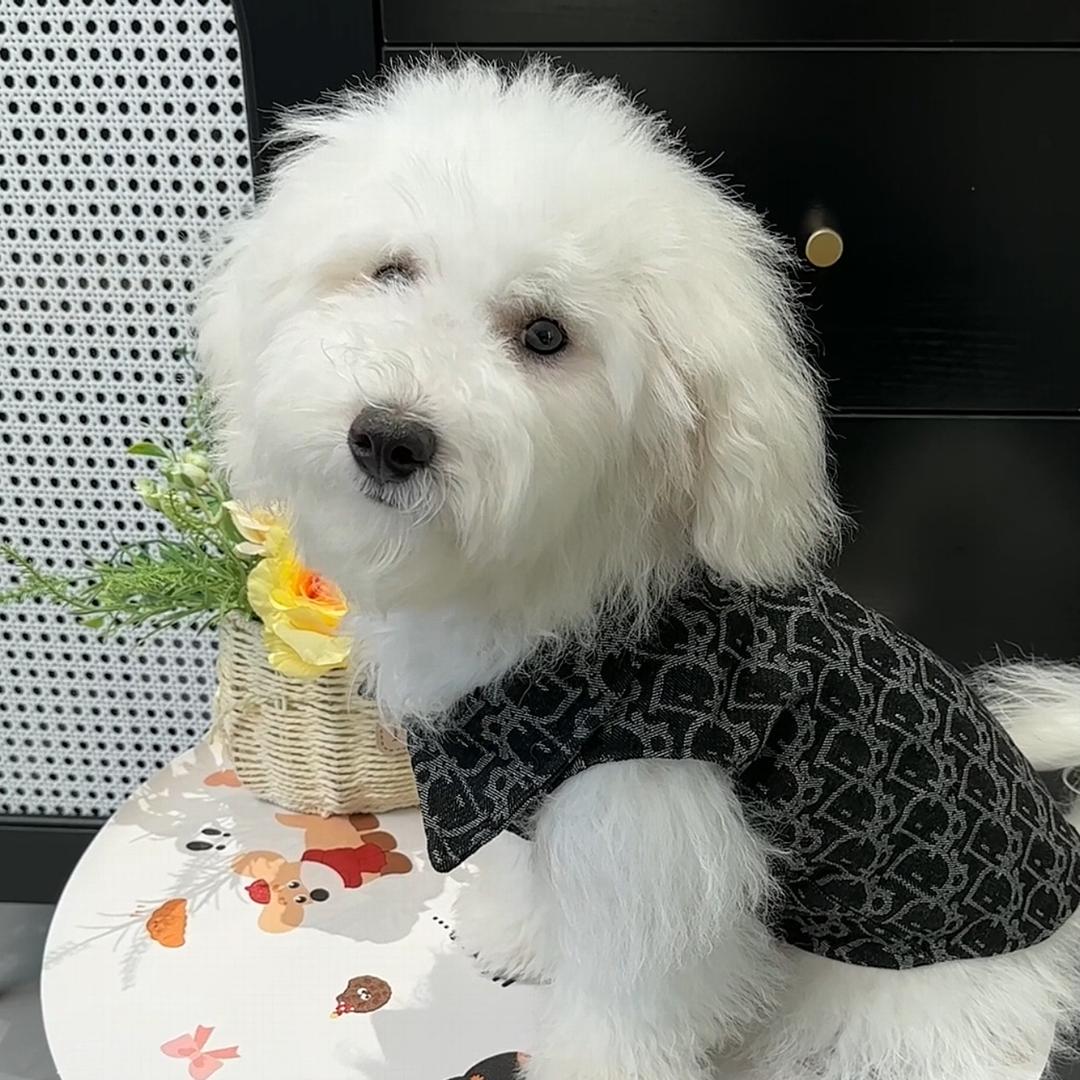 毛孩子一家亲