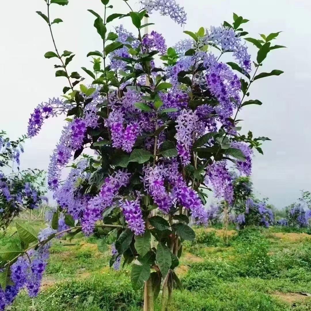 语运花木坊