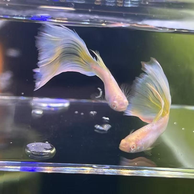 孔雀鱼麒麟