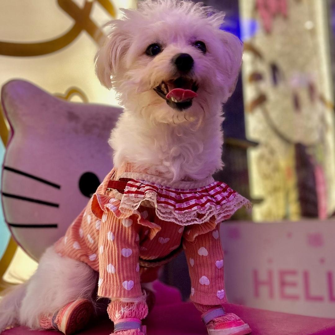 有一只念宝🐶