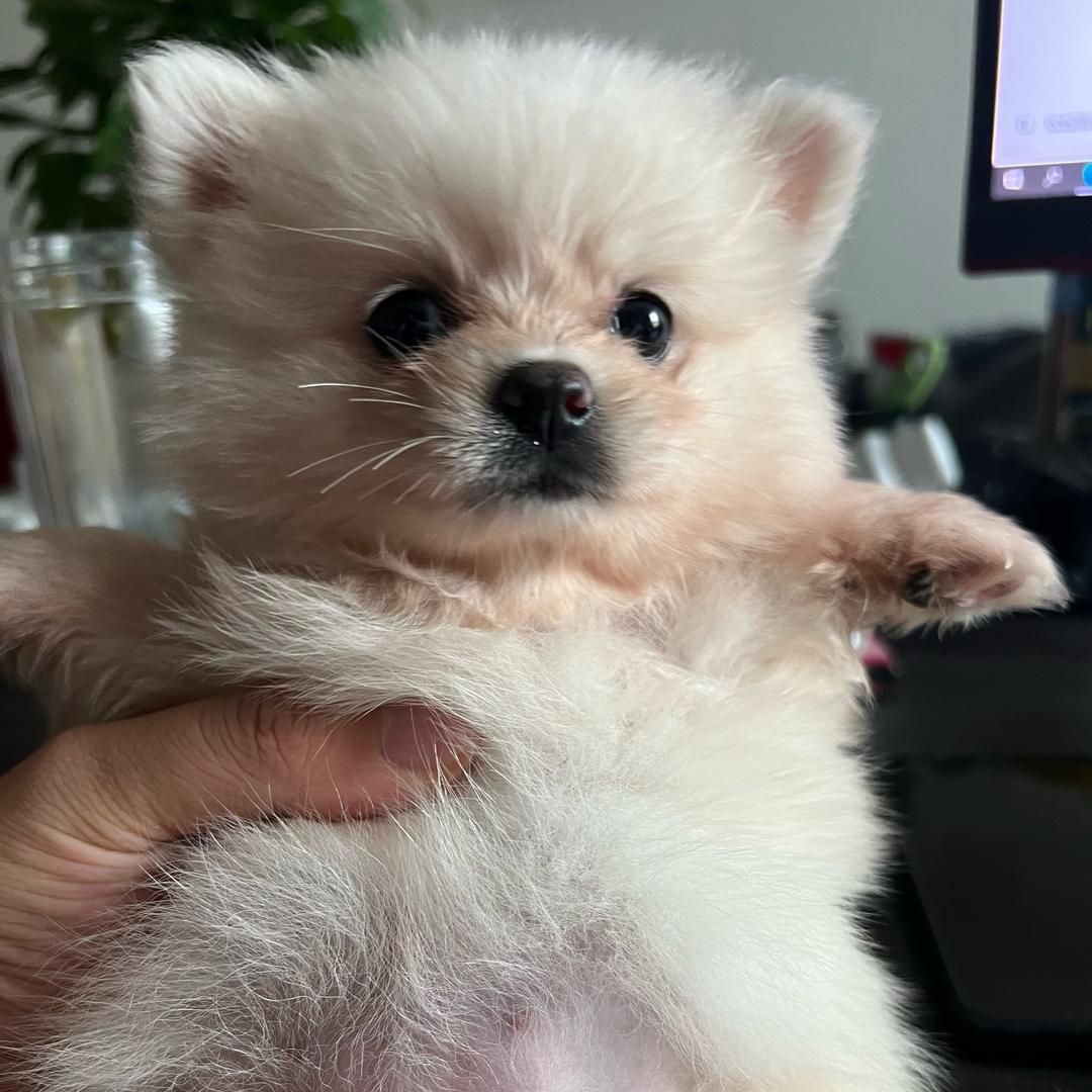 哈撒给