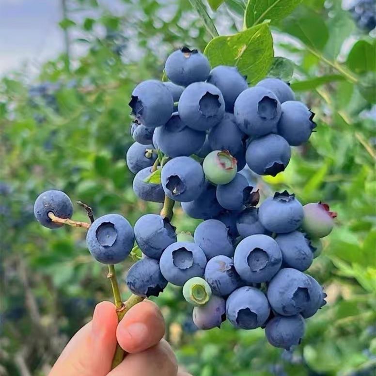 青春路鑫聚园艺专卖店