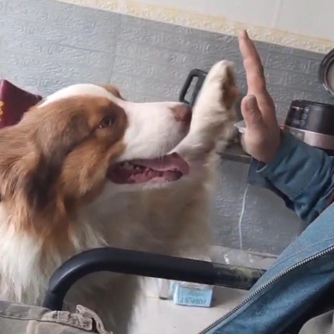 A黑射会的扫黑🐟人胡杨萌宠