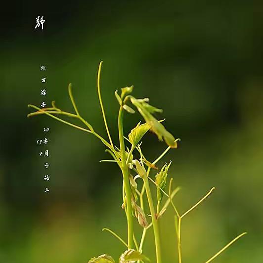 一生求夜雨