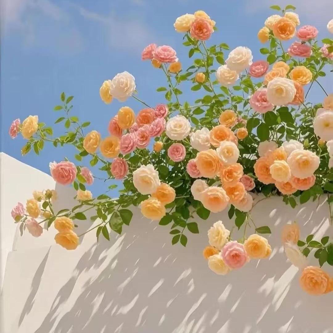 是小陈老师呀