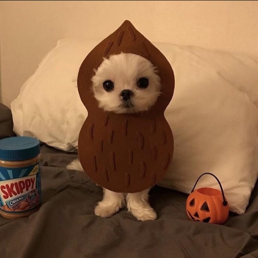 珂珂dopi