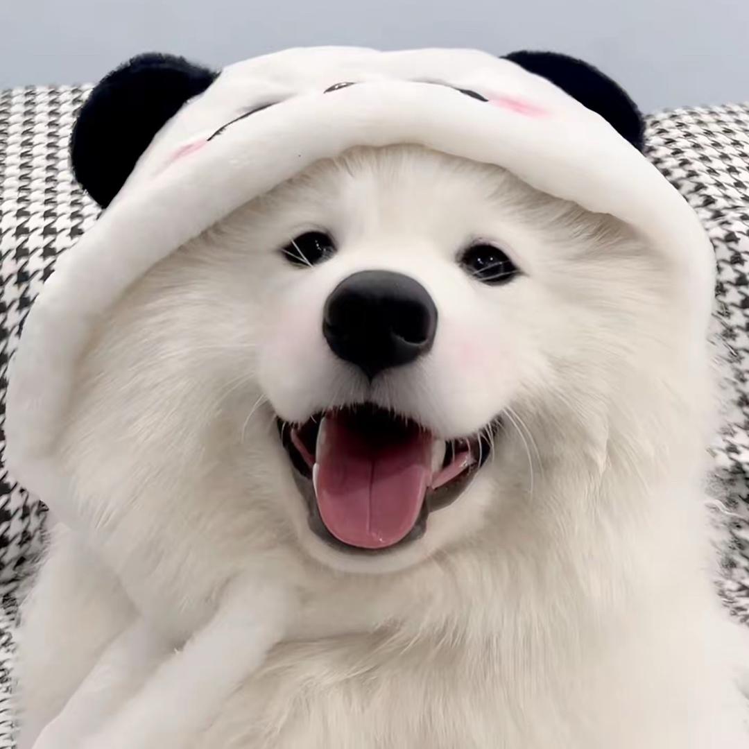 小云犬舍