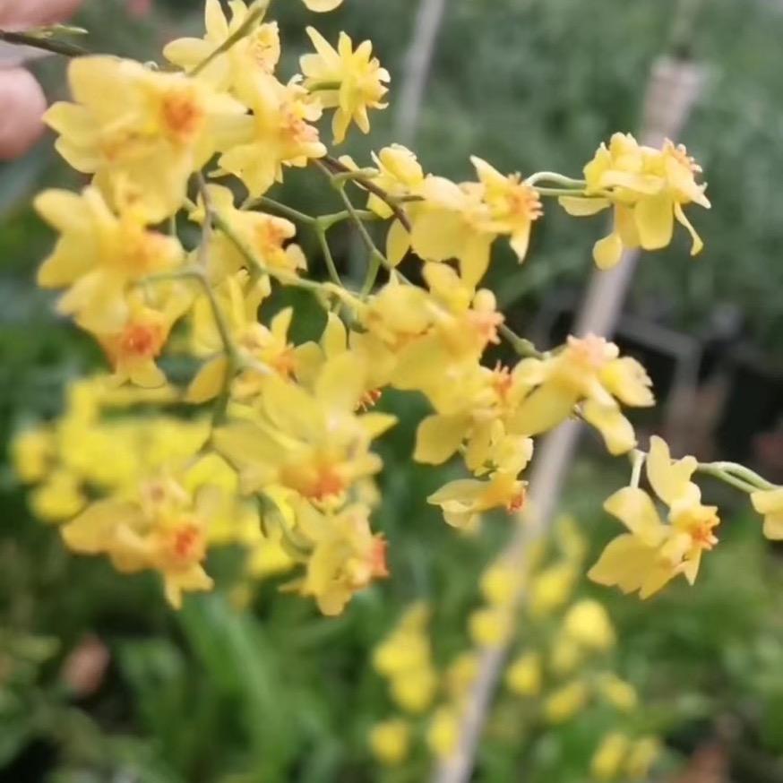 花千寻