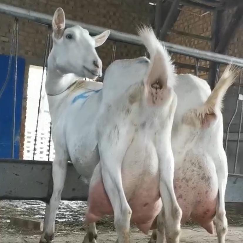 纯种萨能奶山羊养殖基地