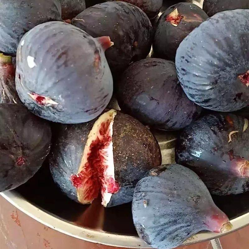 千封花枝渝果树苗木专卖店