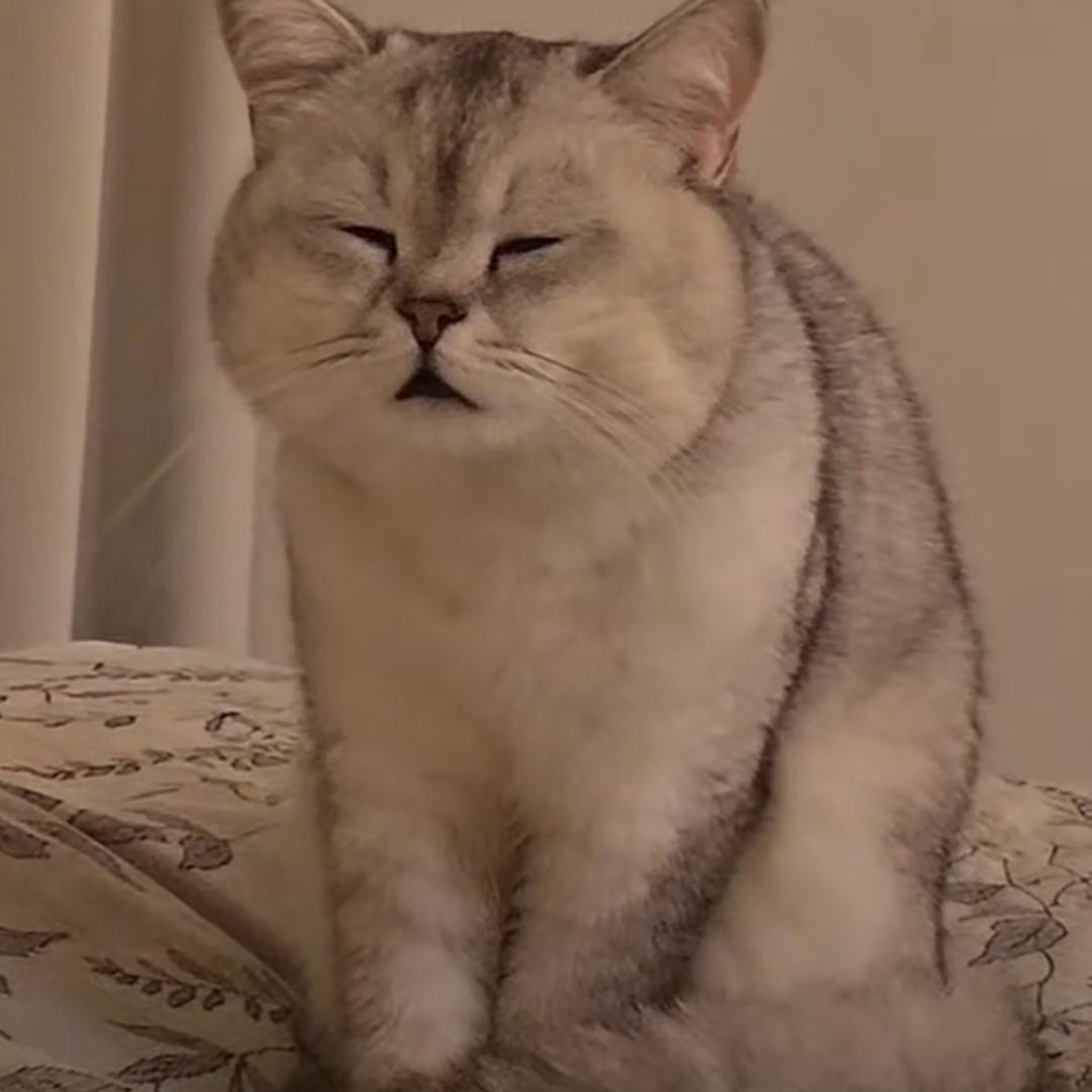 会开心呀