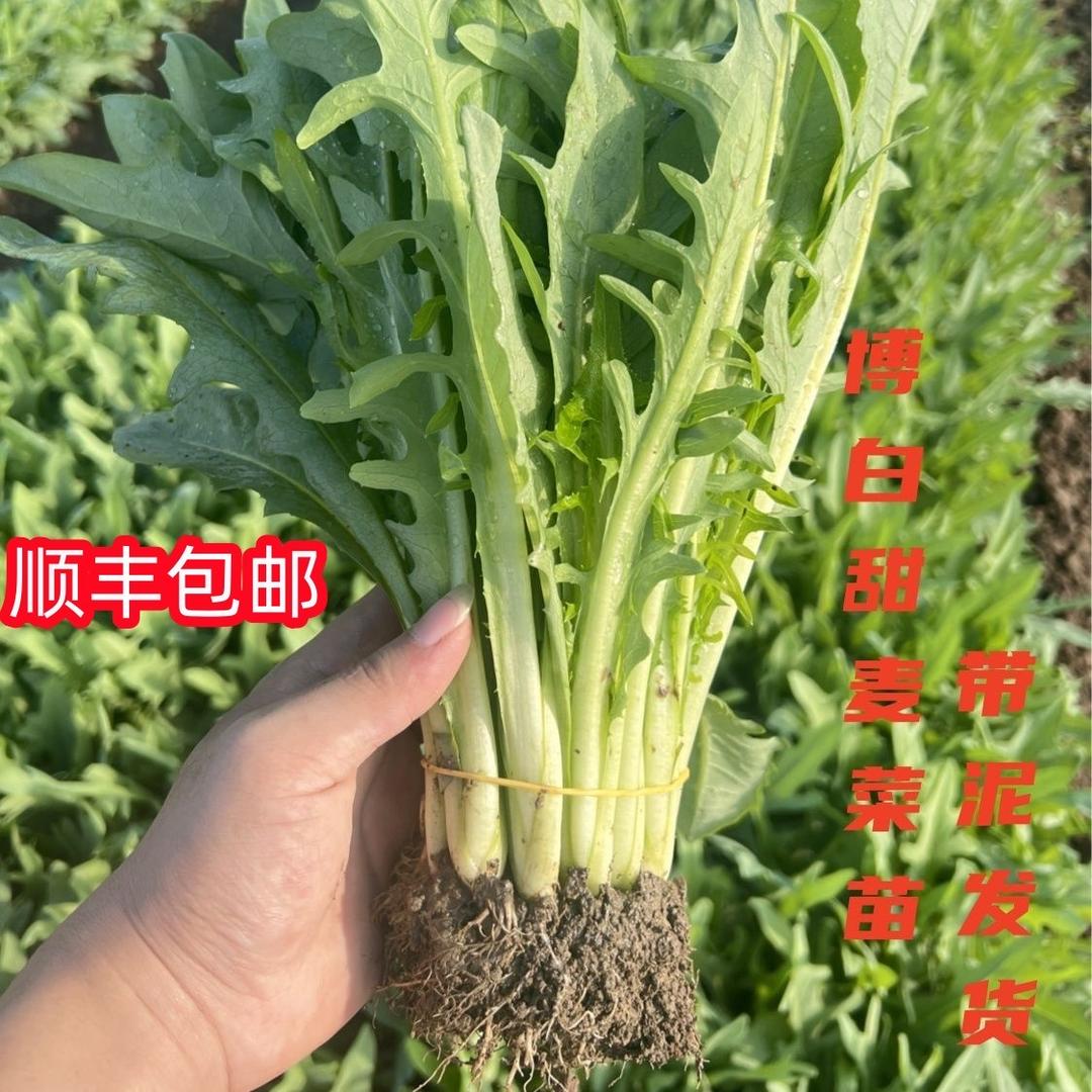 庆鹏博白甜麦菜种苗基地