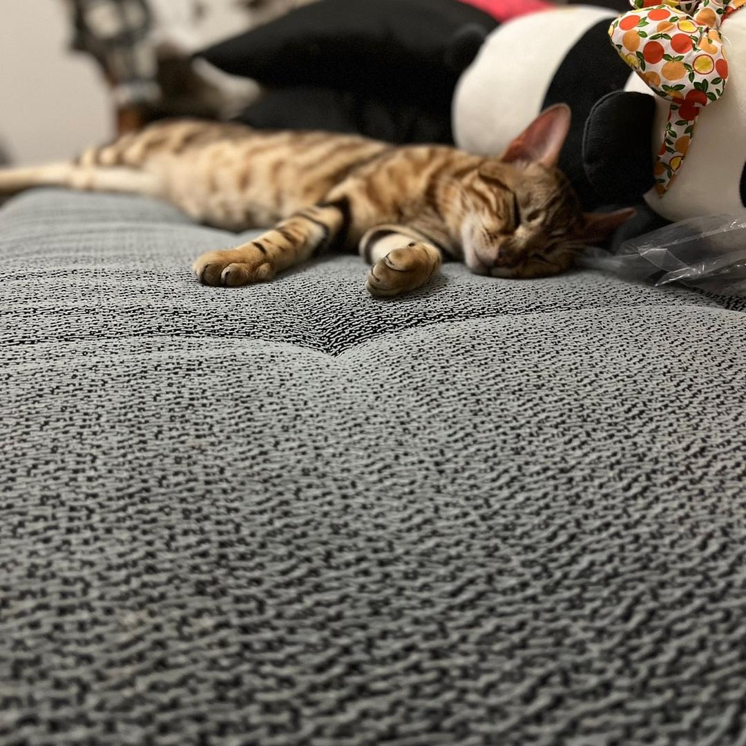 二条小喵喵、🌈🐱