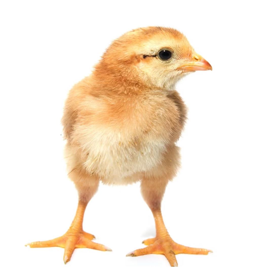 孤独的小鸡