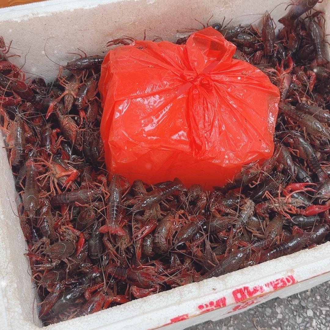 南宁鲜活小龙虾批发