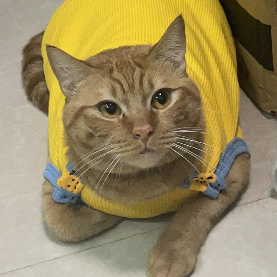 蝴蝶路梦