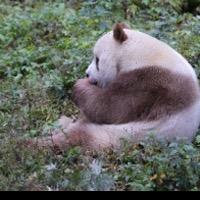仔仔🐼