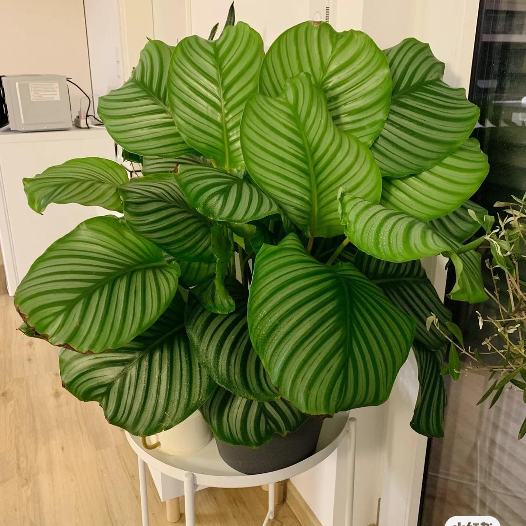 多多绿植坊