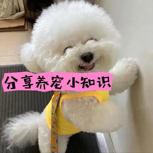 我家比熊叫富贵er