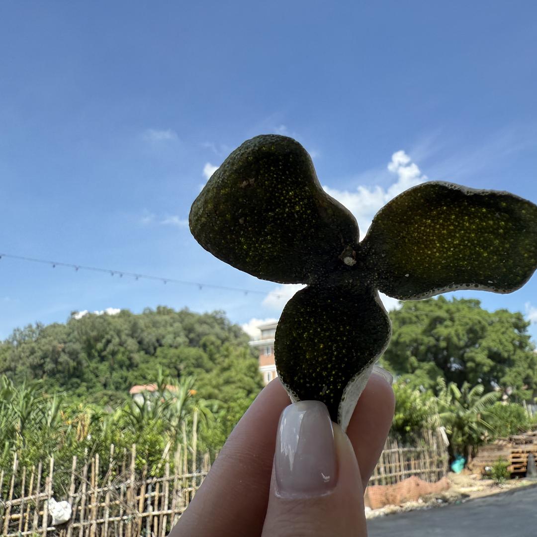 新会逸香陈皮一站式供应链