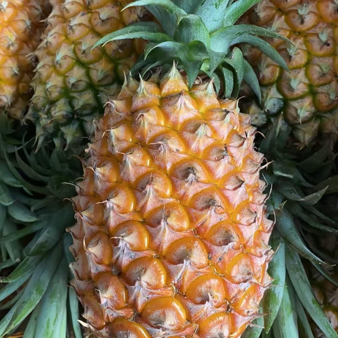 凤梨小七