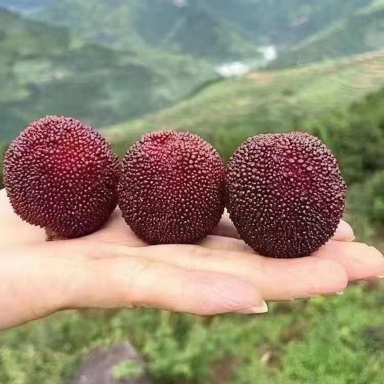 仙居老徐杨梅零售店