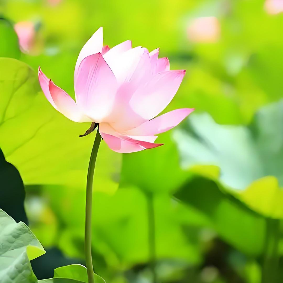 🙏🏻善用其心🙏🏻续铖