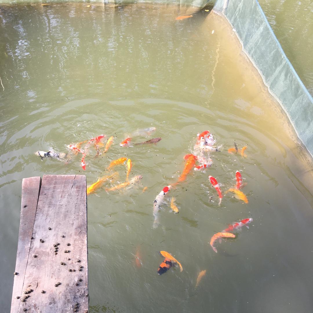 鱼台蓬勃水产综合小铺