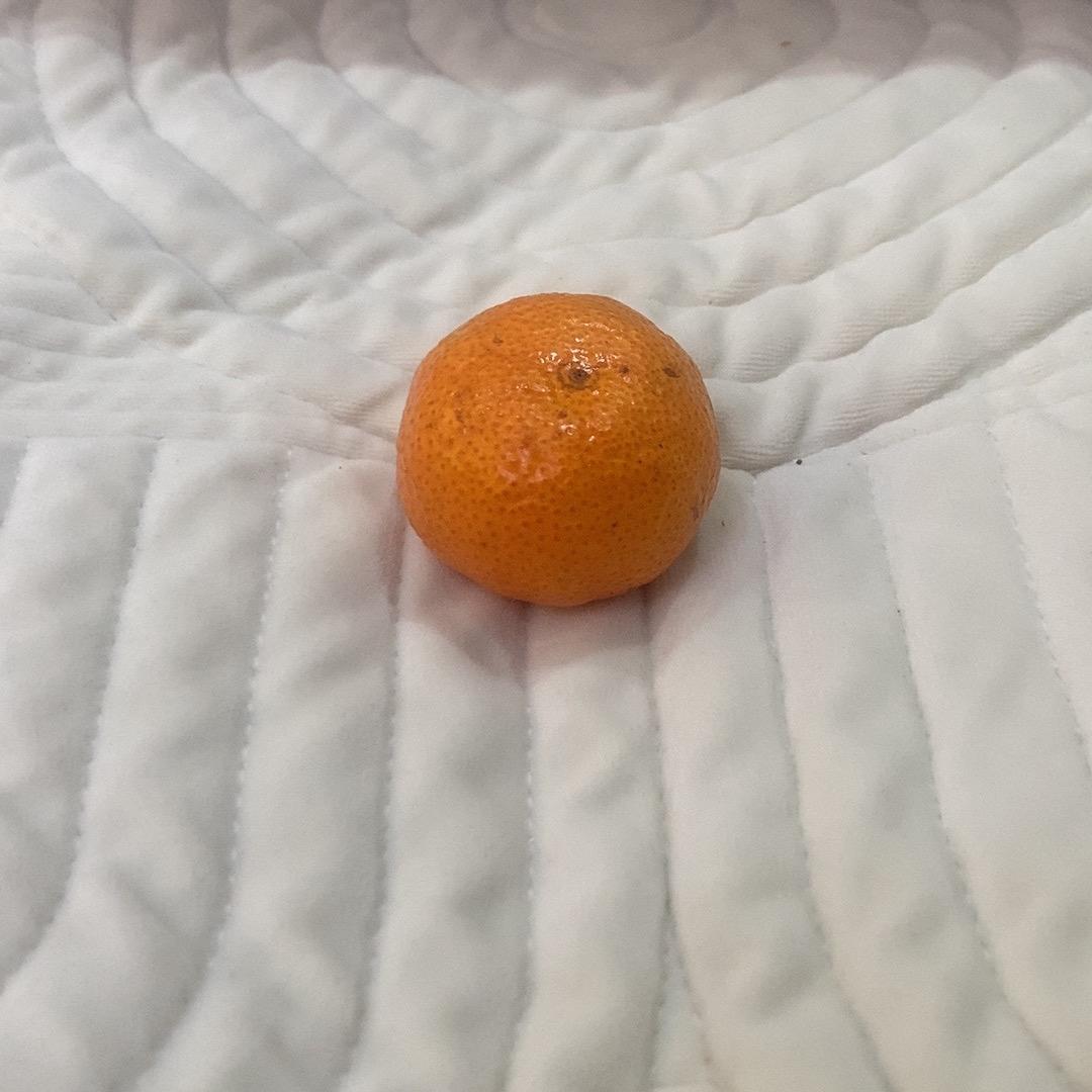 橘子