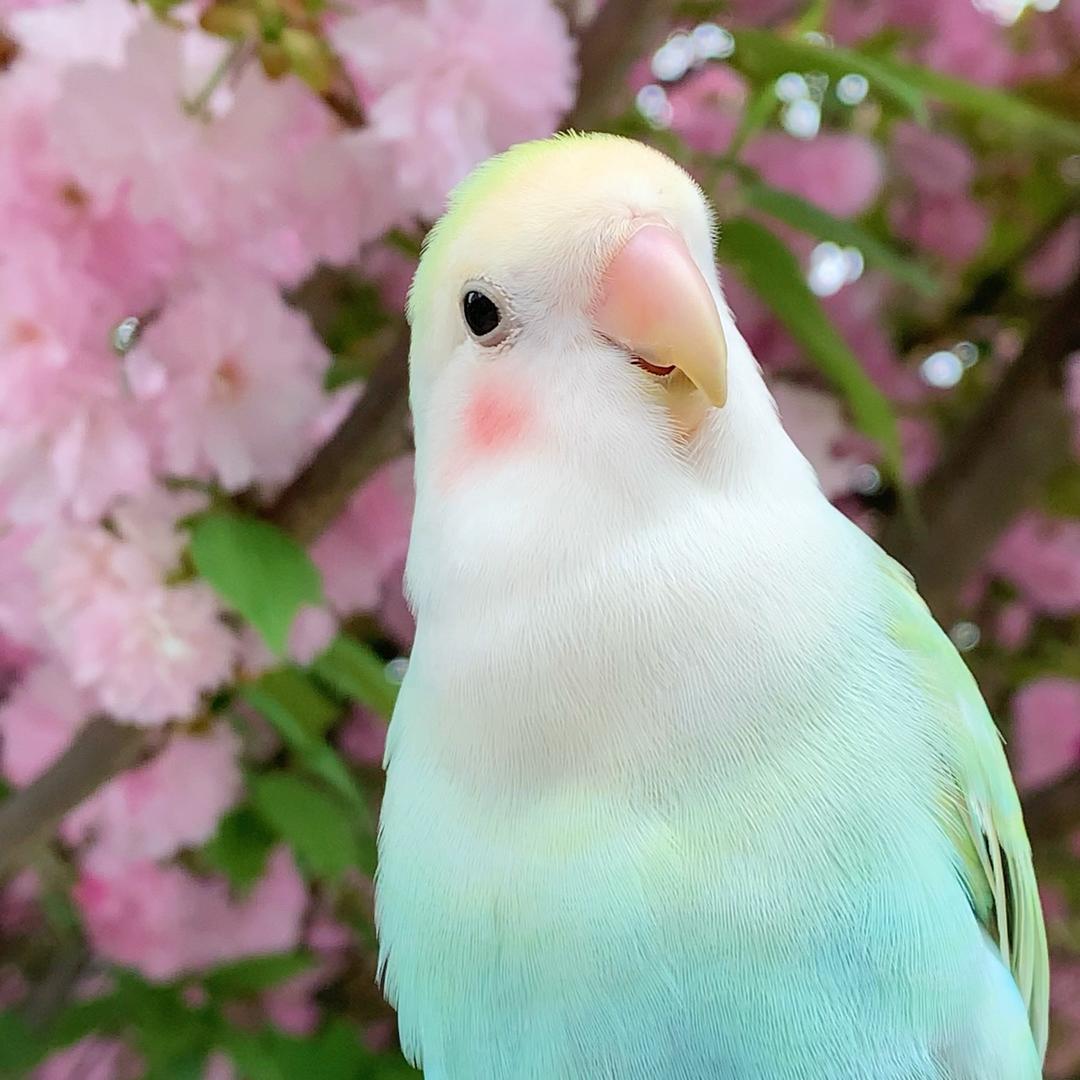 蚊子不姓文