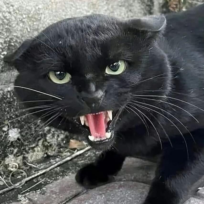 绕子