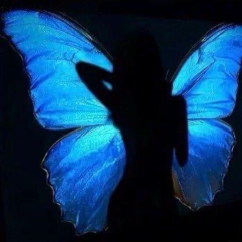 🦋L