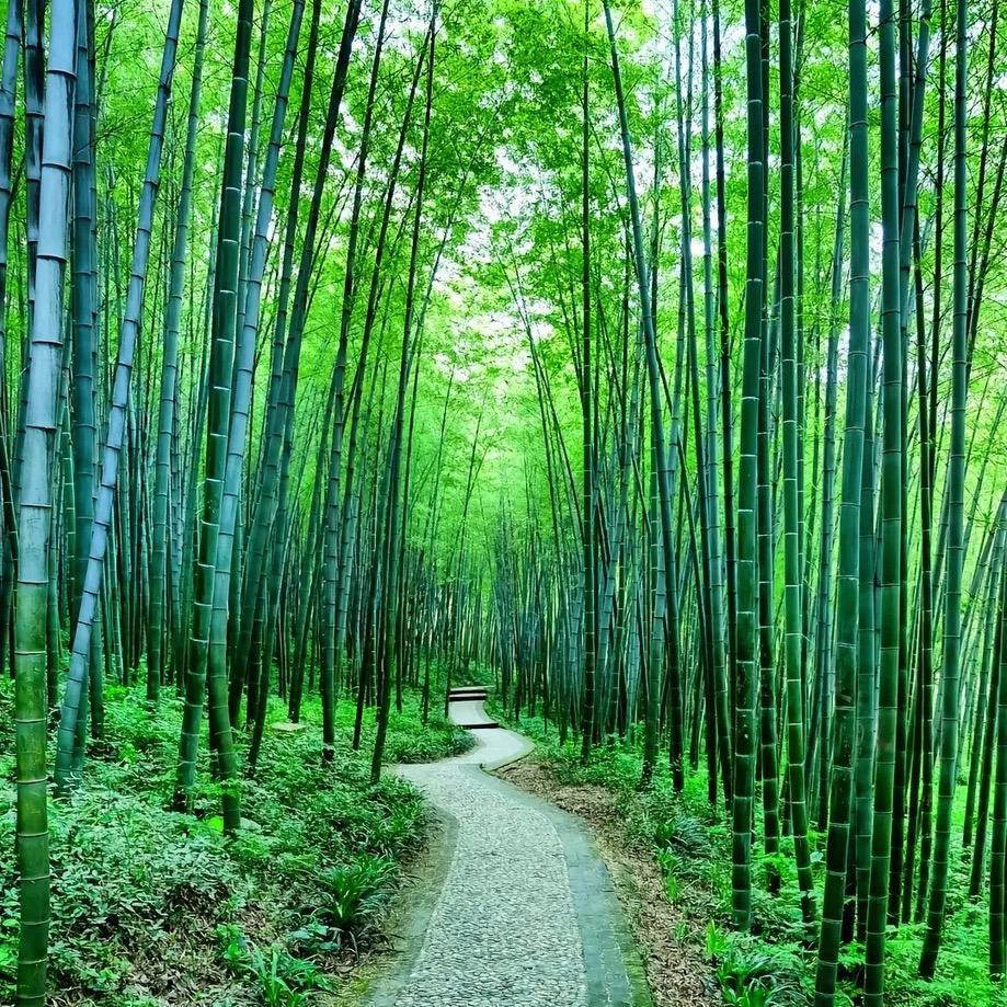 竹影居士