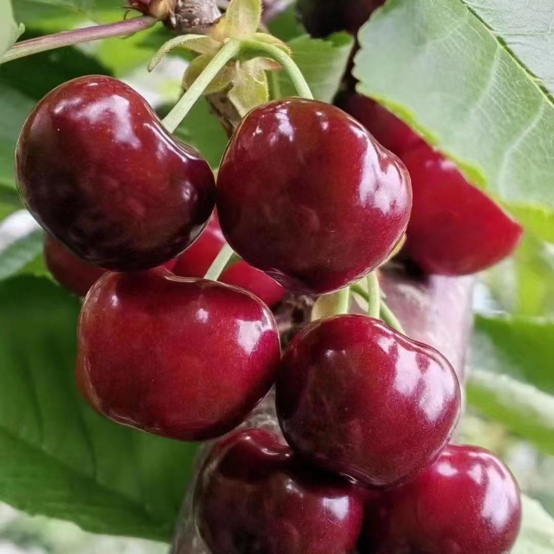 甜🍒