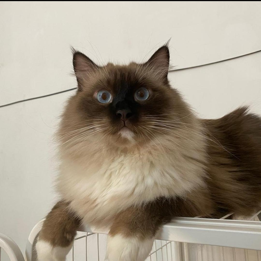 嘻哈丫丫与李荣浩、