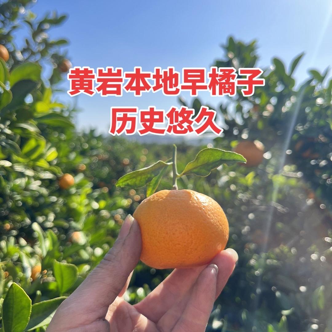 黄岩本地早蜜橘