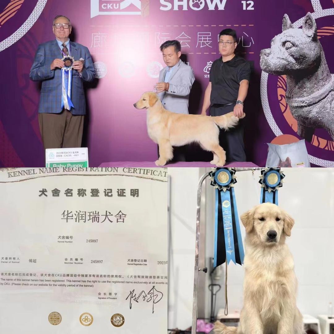 （华润瑞）金毛犬舍