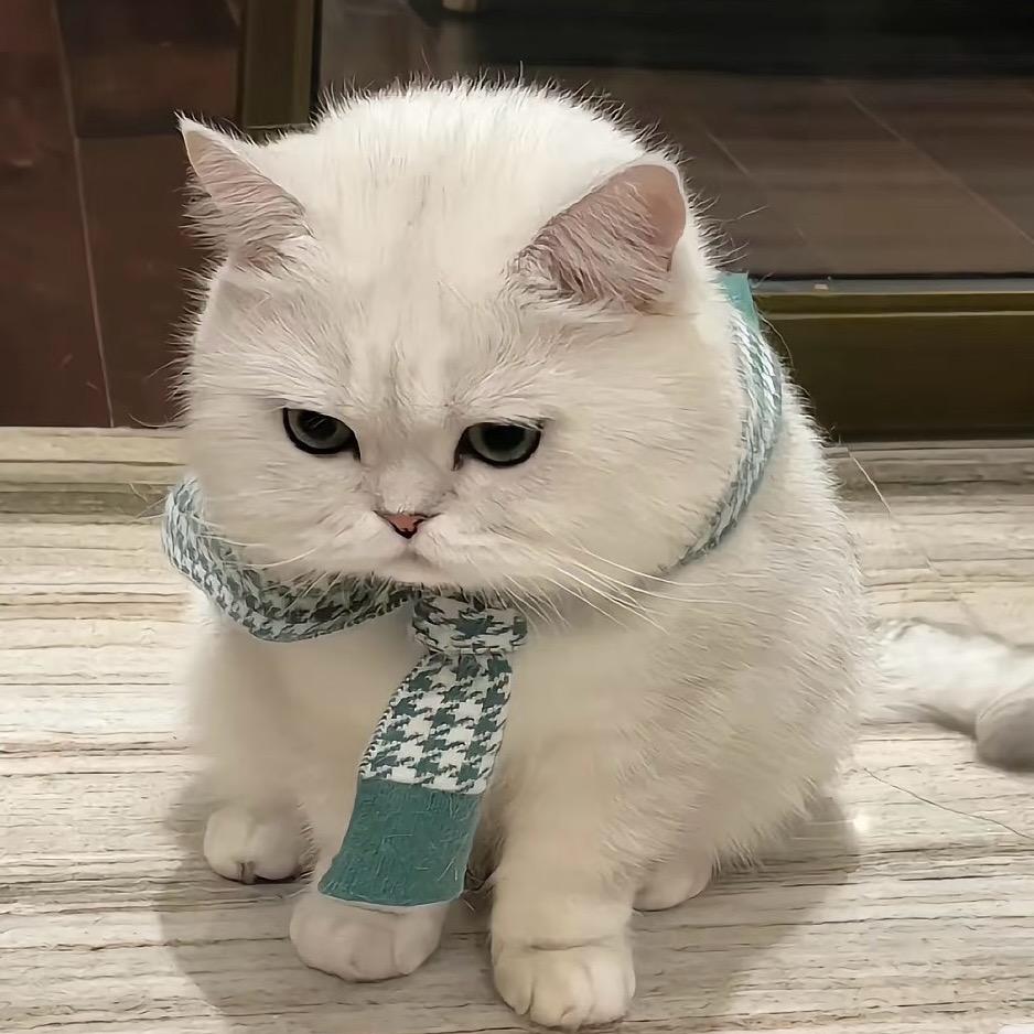 小猫是皮皮