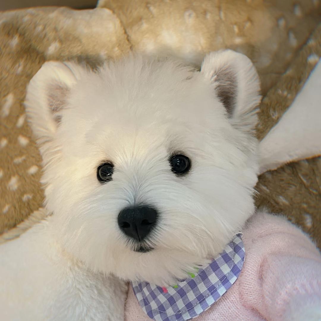 成都重庆西高地之家