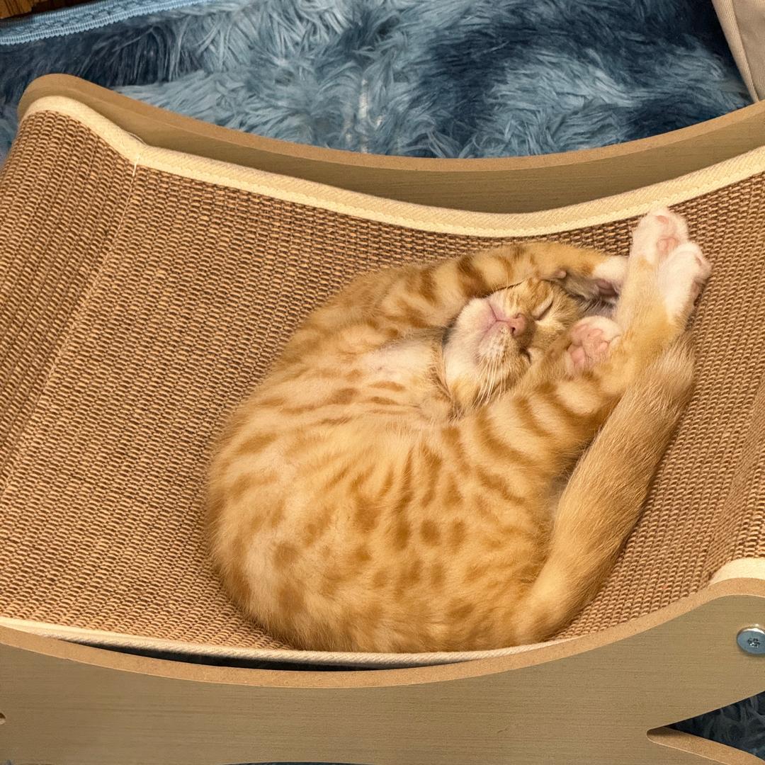 麻辣公主（坚决不熬夜版!!）