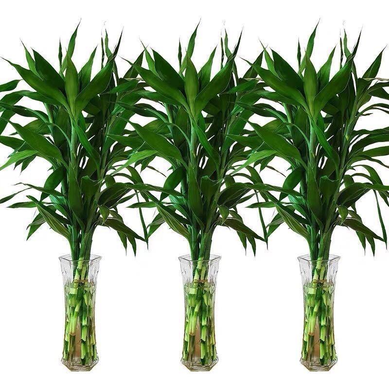 富贵竹批发基地