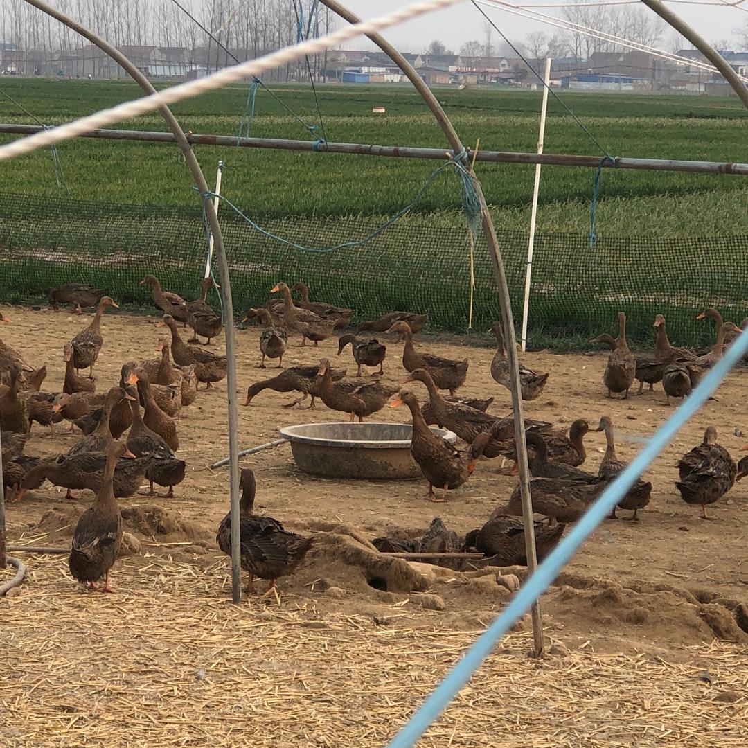 凡小花新鲜咸鸭蛋