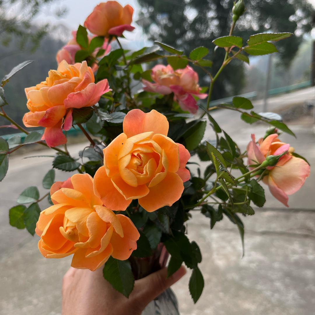 🏡甜蜜🌹花卉🪴🌵