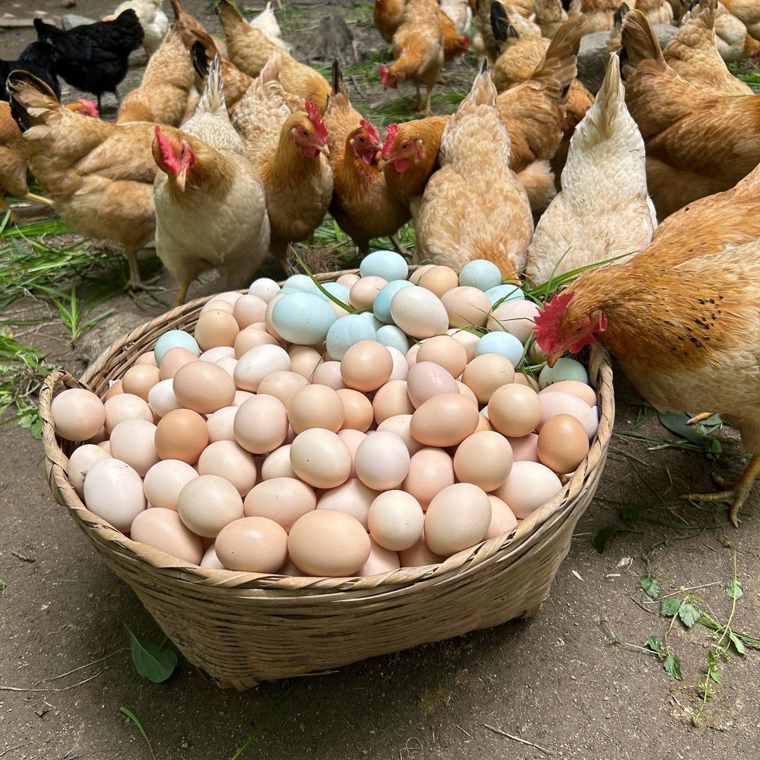 散养土鸡蛋