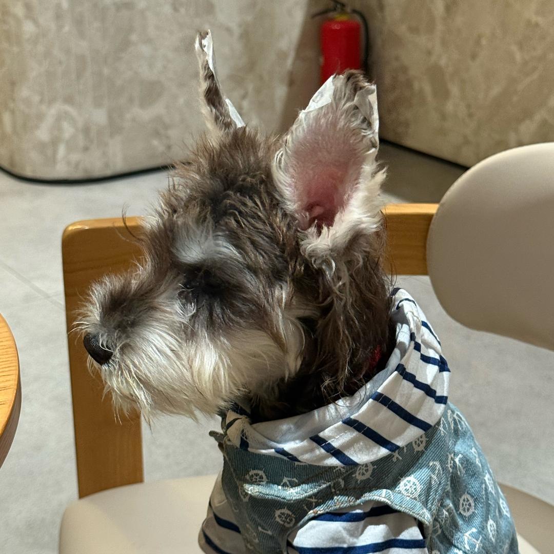 一家宠物衣服店