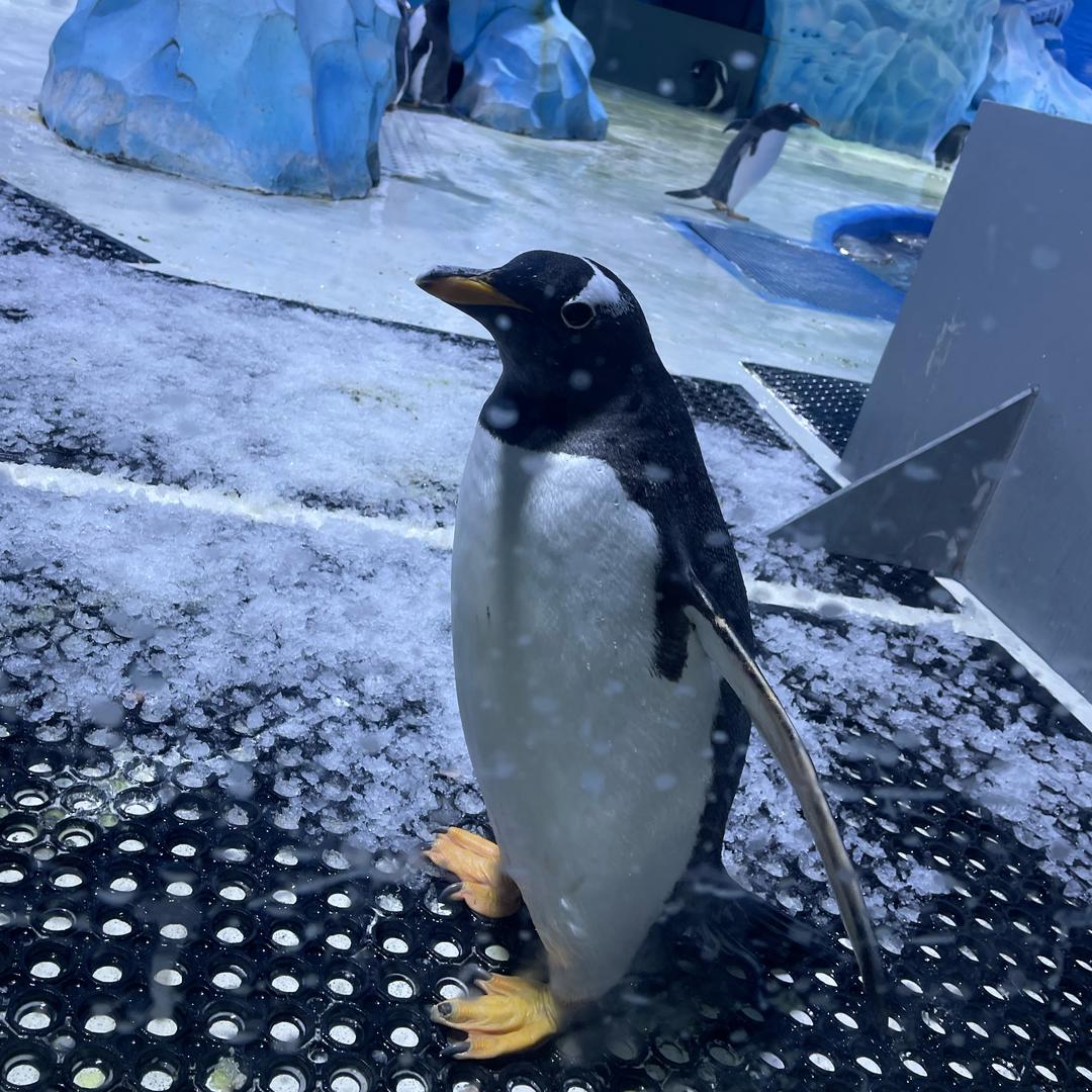 🐧🐧🐧