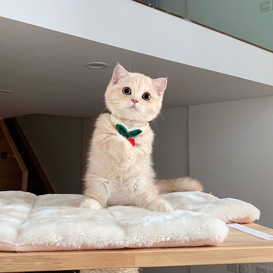 小特说猫